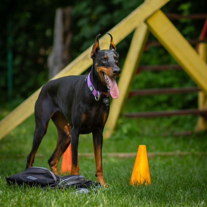 КІНОЛОГ. Індивідуальні заняття. Є виїзд.