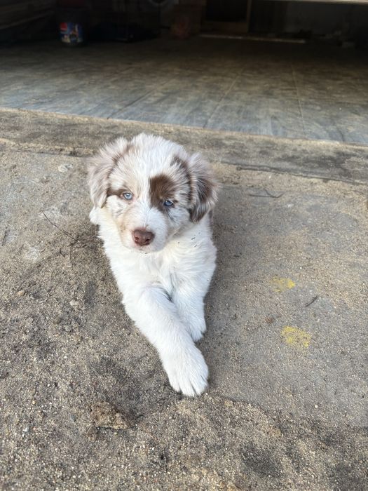 Piesek Border Collie
