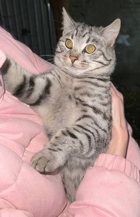 Котик шукає дім полосатий