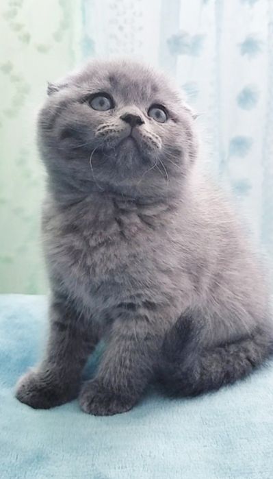 Fêmea Scottish fold blue