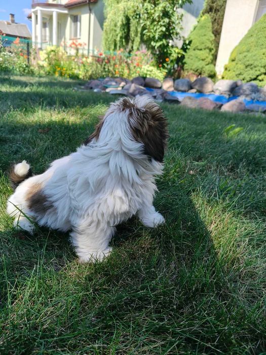 SHIH -TZU szczeniaczek