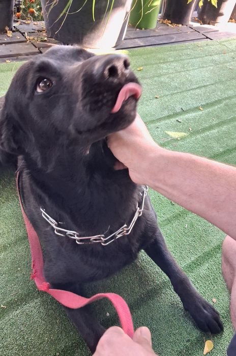 Oddam za darmo młody pies w typie labradora