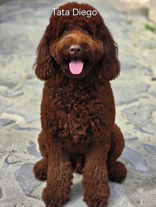 Pudel toy miniatura piesek morelowy