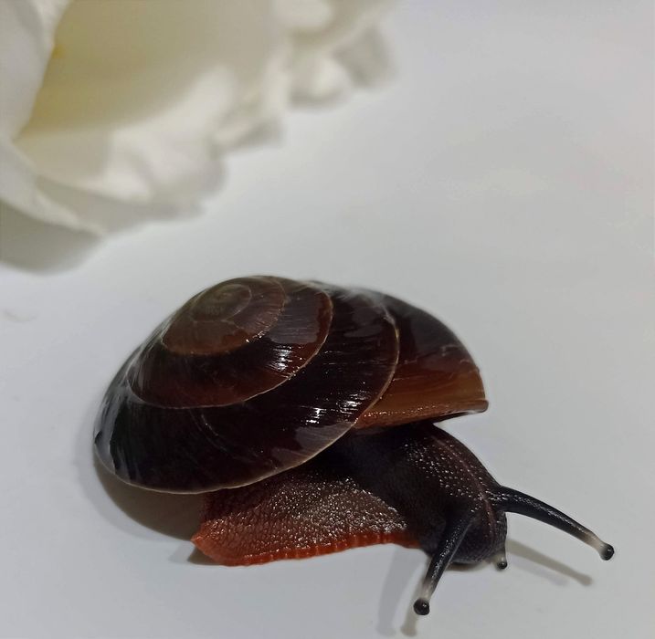 Ślimaki egzotyczne, Caracolus excellens. (Pleurodonte )