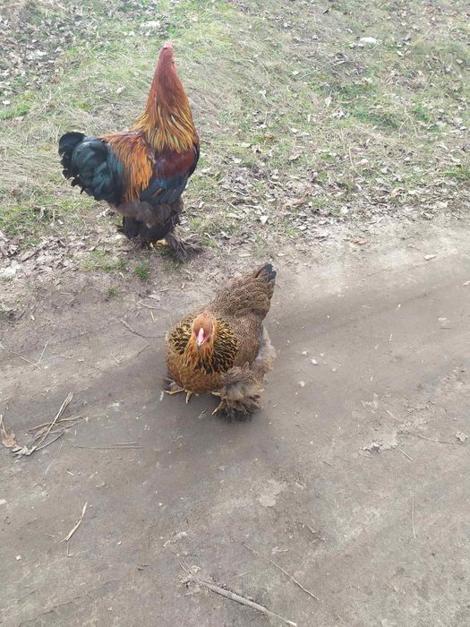 Кури Брама продам