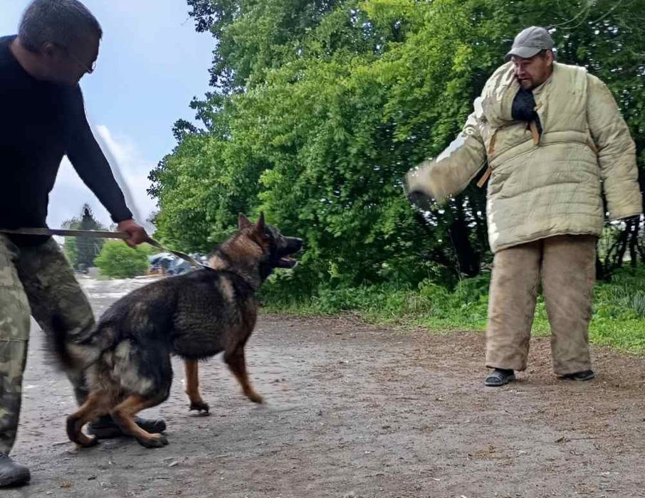 Німецька вівчарка.