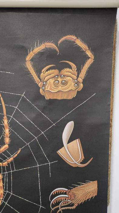 Cartaz escolar antigo - Zoologia Aranhas