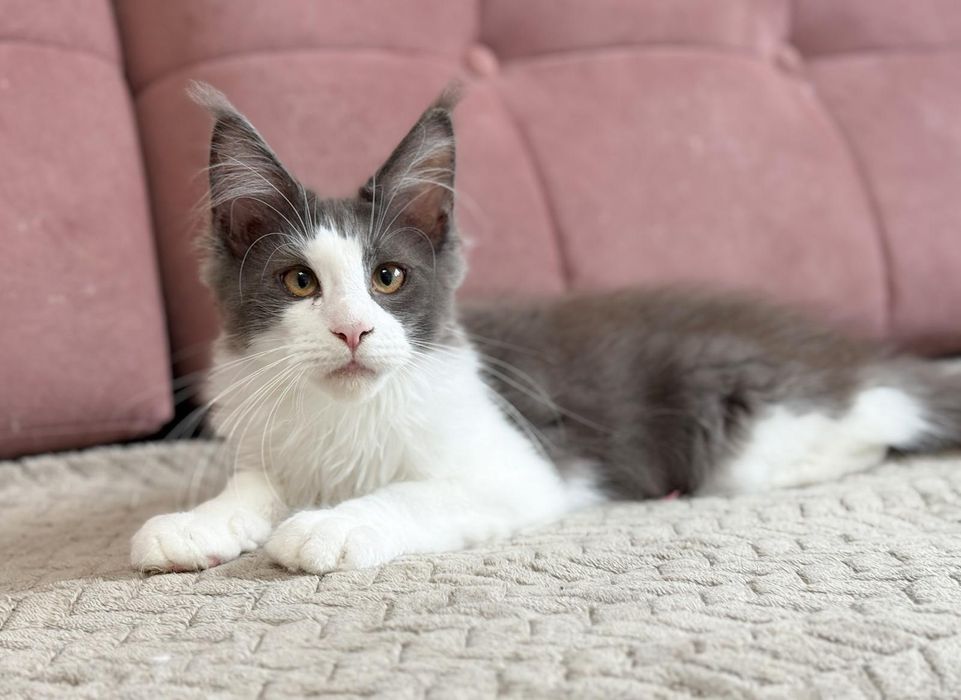 Śliczny kocurek Maine Coon