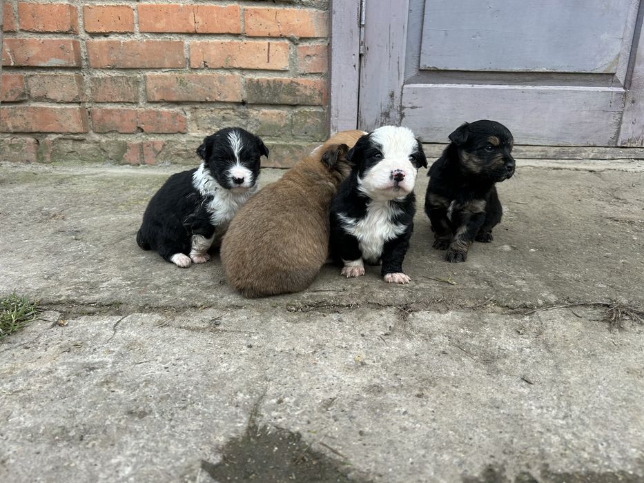 Відам в добрі руки цуценят, осталось дві дівчинки.