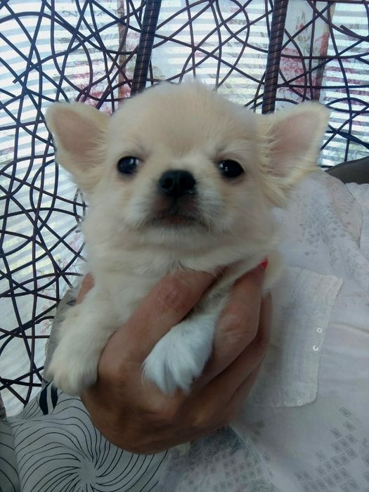 Chihuahua malutka laleczka suczka ZKWP FCI