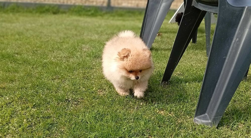 Pomeranian - Szpic miniaturowy ZKwP/FCI
