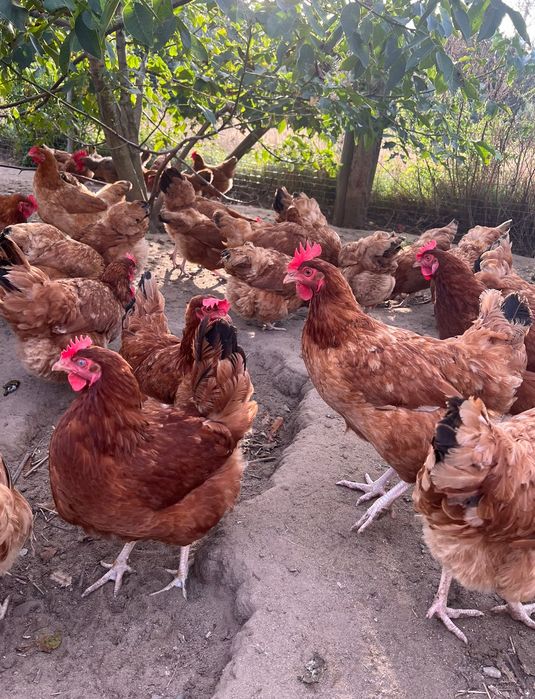 Jajka, jaja wiejskie 1,10 zł od kur z wolnego wybiegu