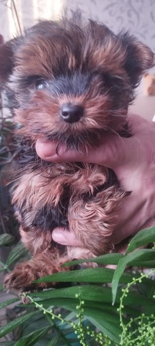 Йоркширский терьер