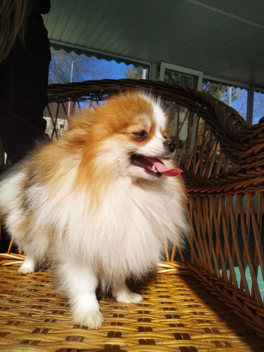 Померанский Шпиц.КСУ