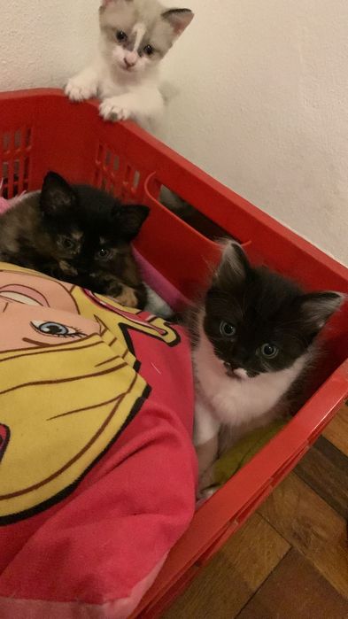 Gatinhos para adocao