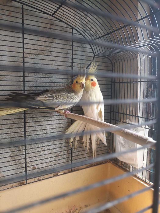 Caturras casal lindos cantadeiras