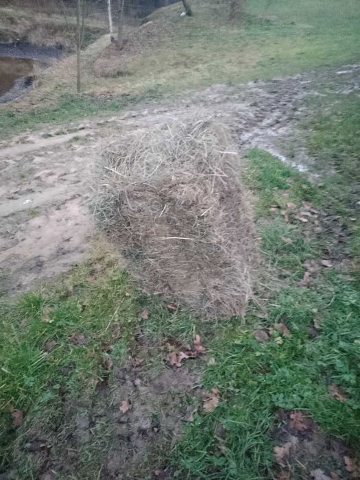 Sprzedam siano w kostkach