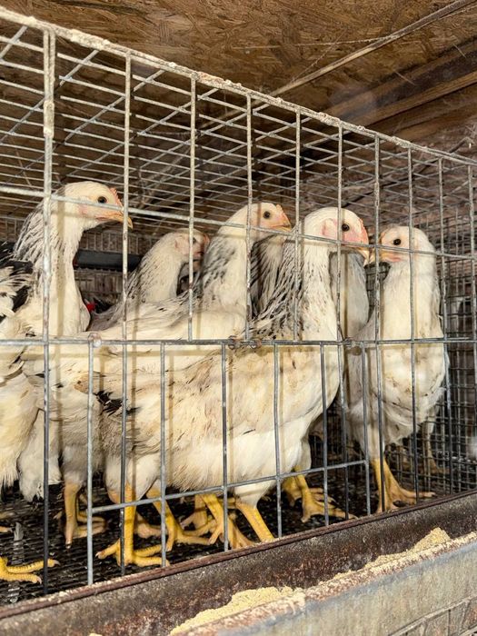 Продам молодих курей несучок домінант
