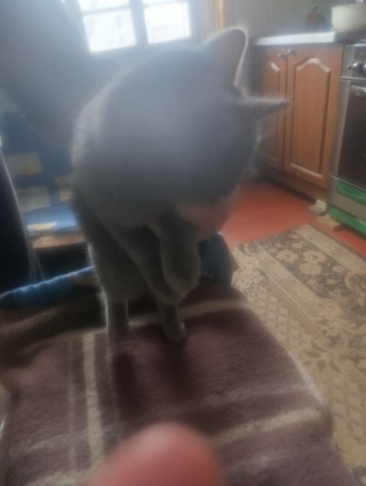 Британские котята