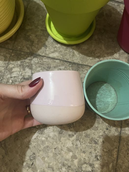 Vasos de plantas variados