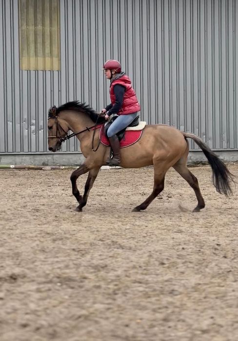 Wysoki hucuł 150cm  potencjałem skokowym sprawdzony w terenie