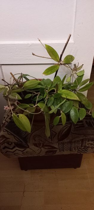 Kwiat  kwitnący Hoja