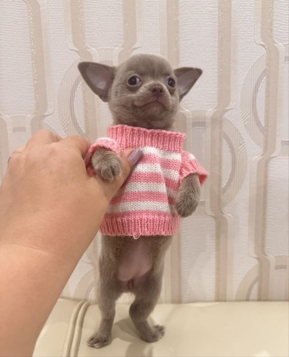 Малышка Чишка девочка
