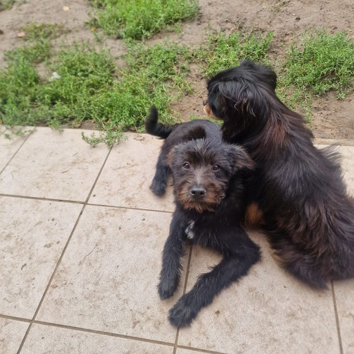 Szczeniaczki do adopcji