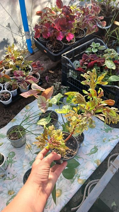 Продам кімнатні квіти.