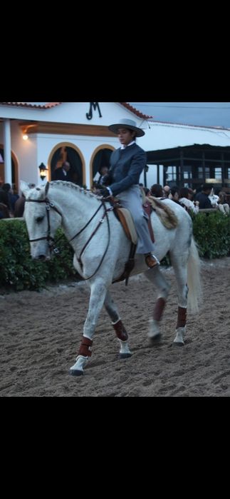 Cavalo Lusitano para venda