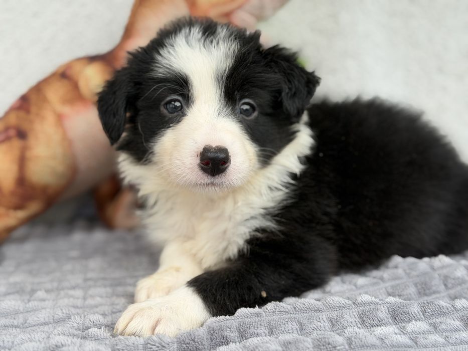 Piesek Border Collie