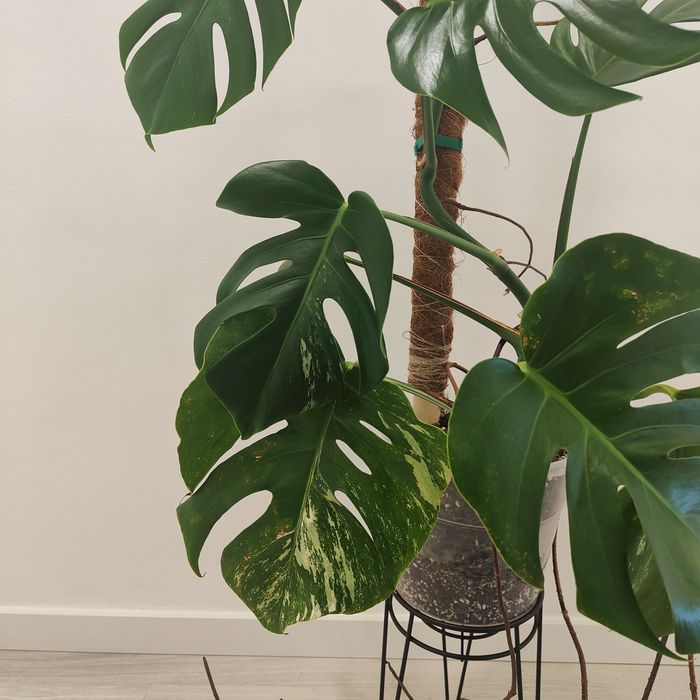 Montera deliciosa // planta interior