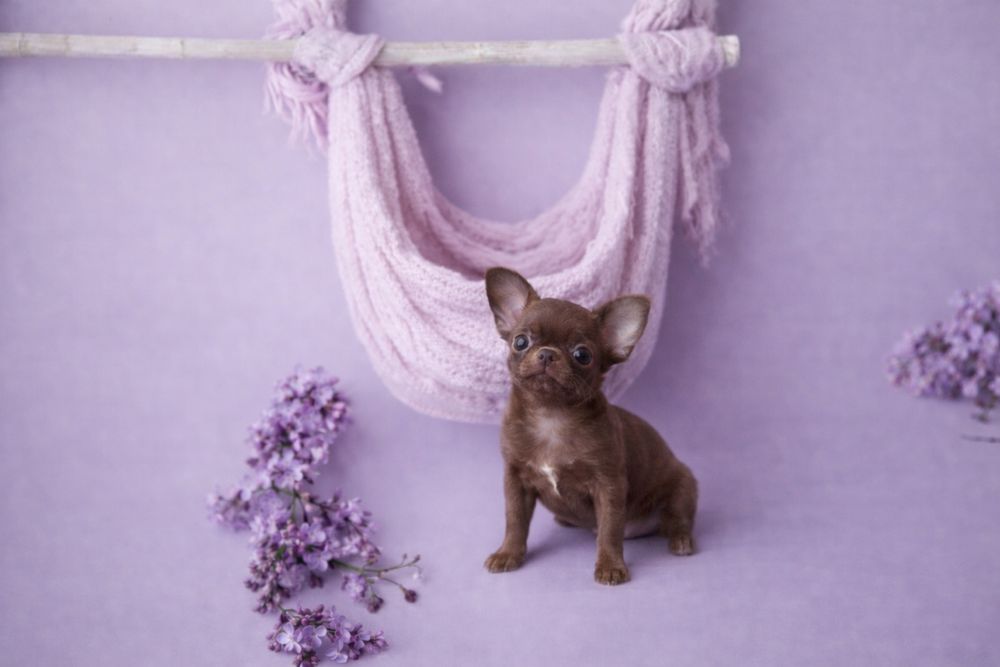 ***Czekoladowy krótkowłosy chłopczyk chihuahua***