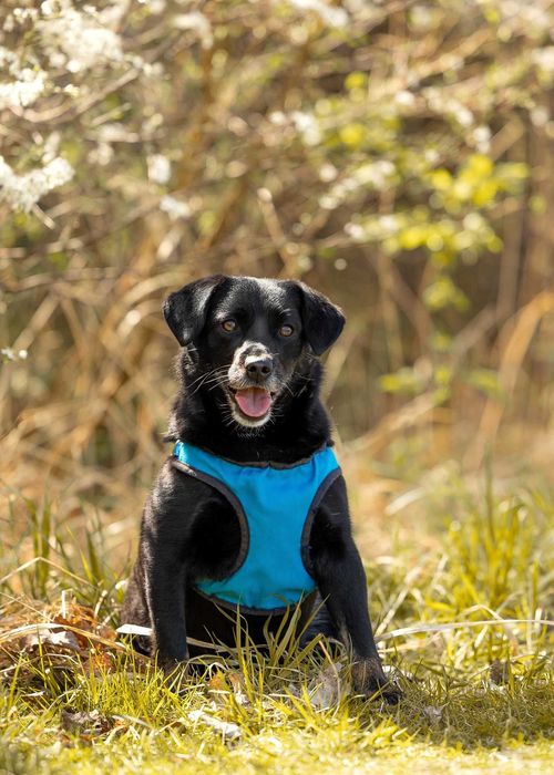 Migdał - młody, mały, wrażliwy - daj mu sznasę