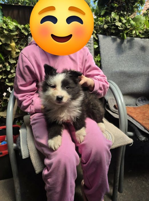 Border Collie szczeniak