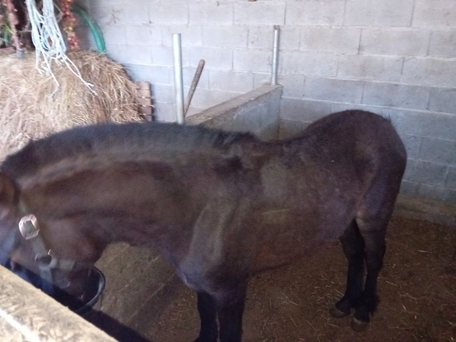 Vendo ou troco poldro 600€ negociável