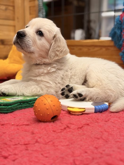 Szczeniaki Golden Retriever ZKwP FCI