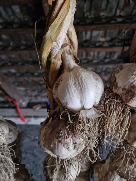 Czosnek z domowej uprawy