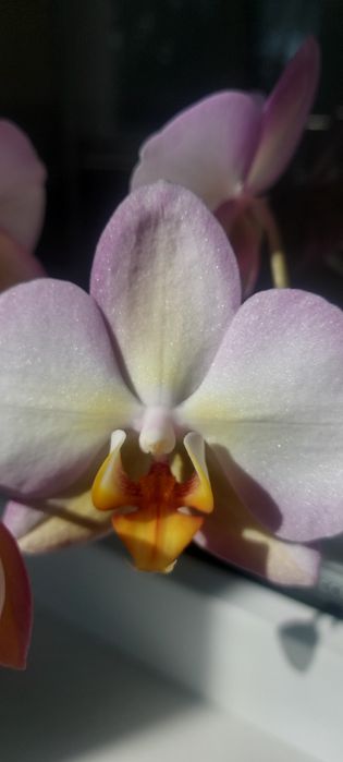 Орхидея фаленопсис Purple