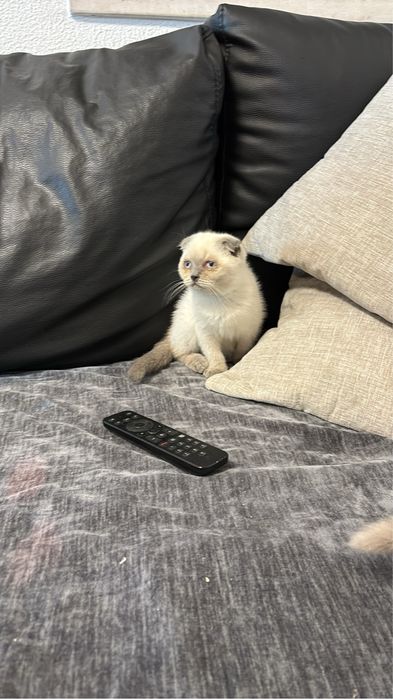 Gatinho scottich meigo puro e meigo