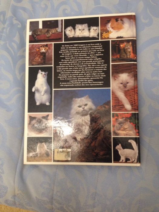 Os gatos em 1000 imagens