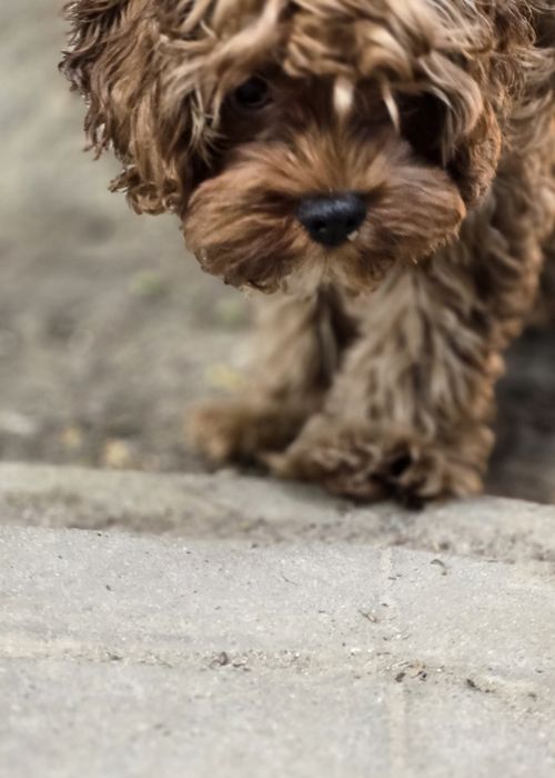 Cavapoo / chłopczyk