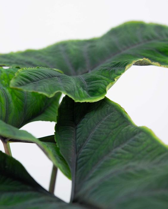 Алоказія Олані, Alocasia Olaniі