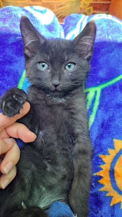 Продам котят по 2 мес