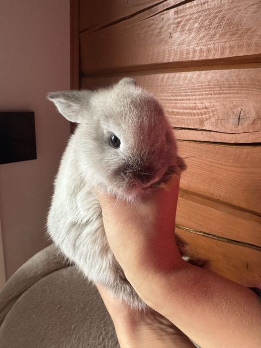 Króliki Mini Lop miniatura