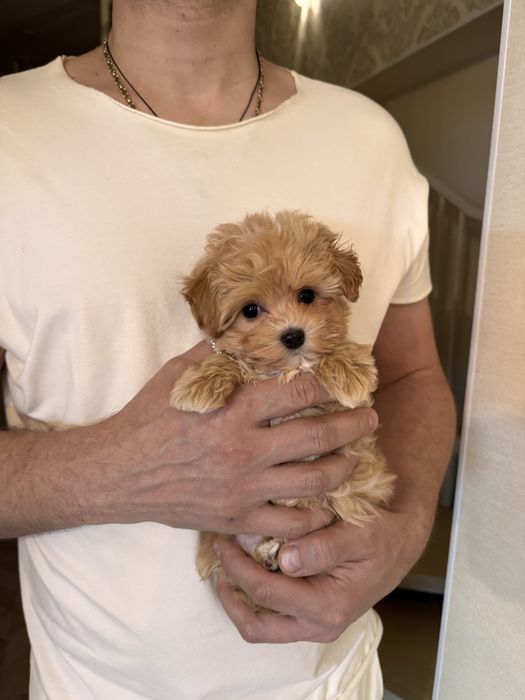 Мікро мальтіпу хлопчик ф1, maltipoo micro f1, мальтипу мальчик микро