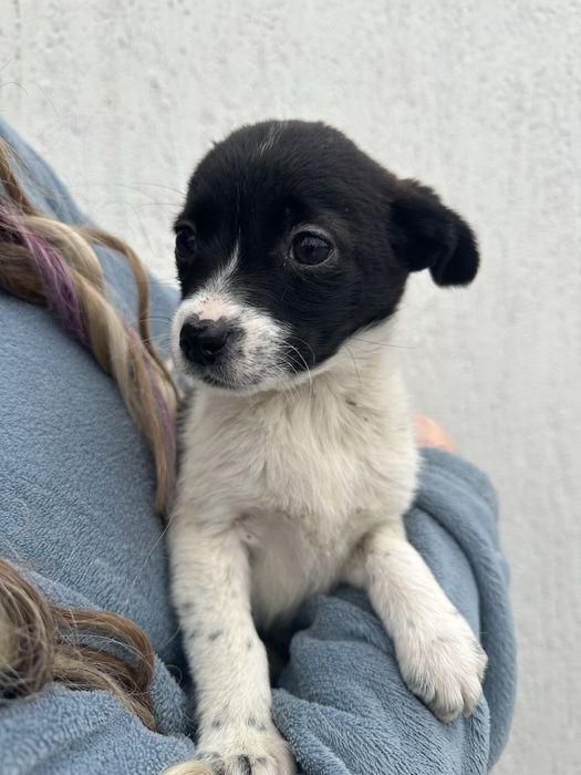 Цуценята маленької породи