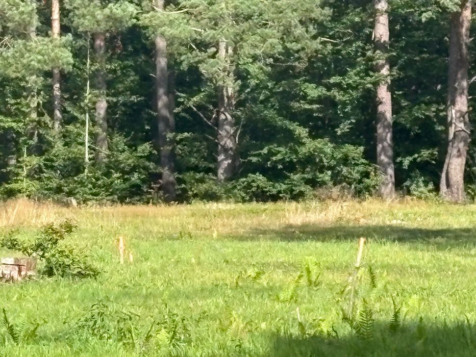 Działka na Mazurach z wydanymi warunkami zabudowy - Widok 5