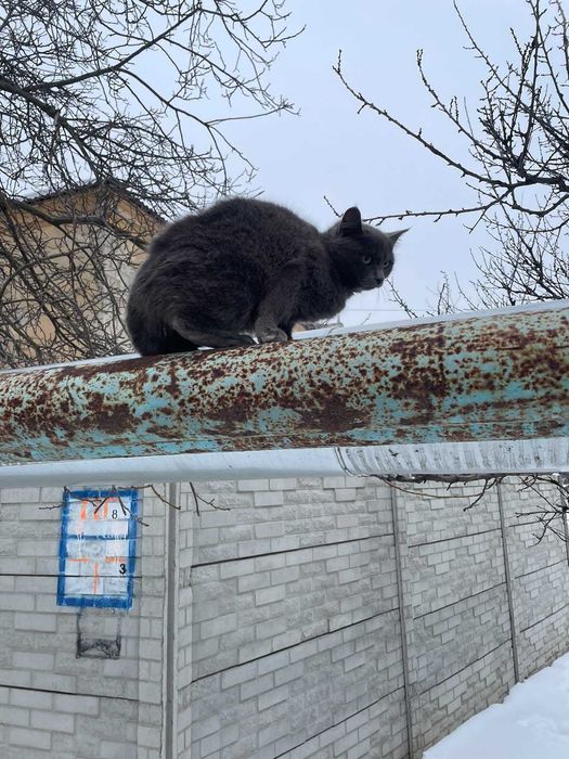 Отдам серого котенка, выживает на морозе