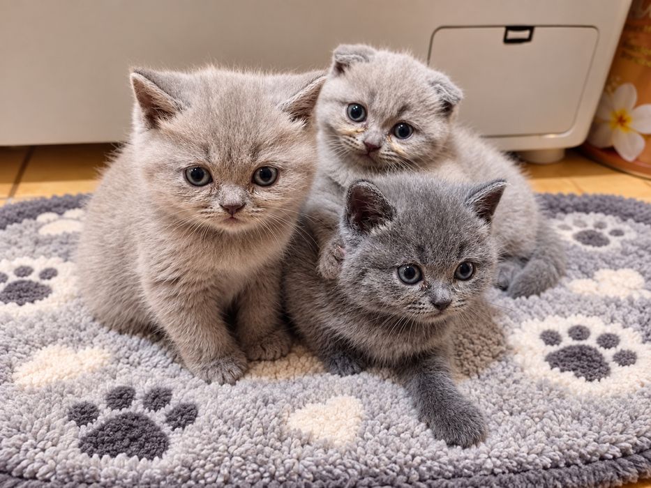 Продам шотландських кошенят